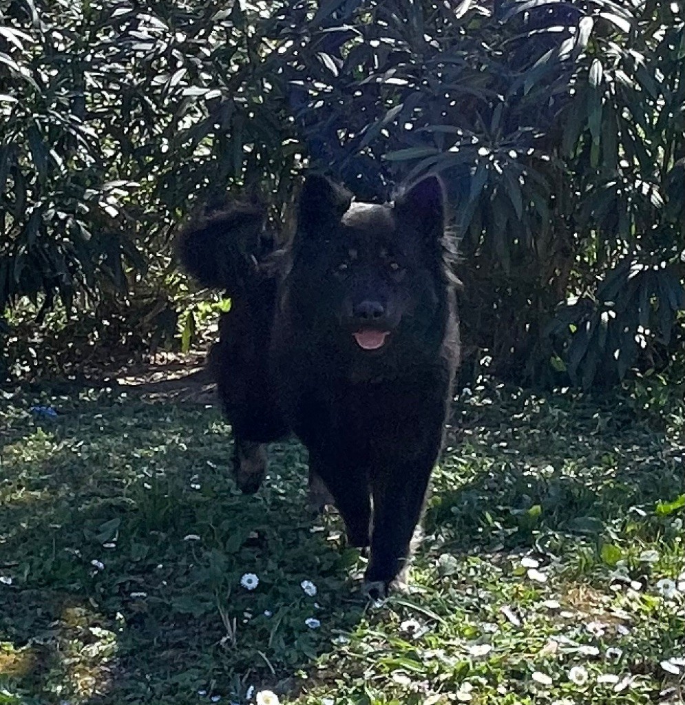 Paddy Des crinières de feu